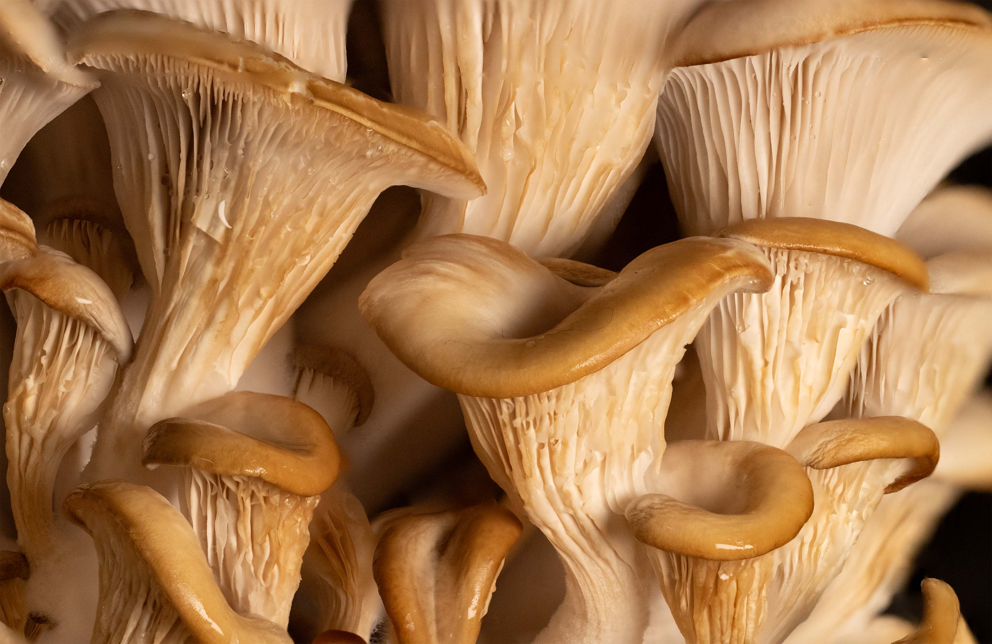 Oyster mushrooms ready for harvest